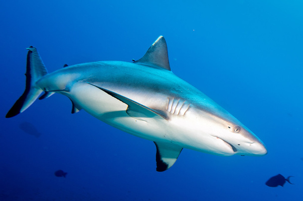 Grey shark jaws ready to attack in the blue - Φωτογραφία, εικόνα