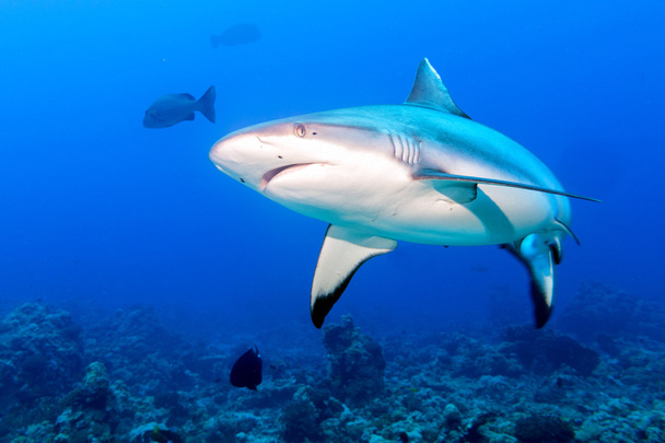Grey shark jaws ready to attack in the blue - Valokuva, kuva