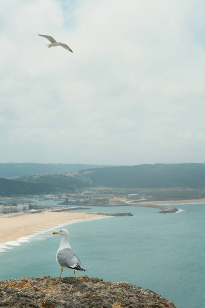 Portekiz 'de Nazare plajında uçan başka bir martı ile bir kayanın üzerine tünemiş bir martının dikey görüntüsü.. - Fotoğraf, Görsel