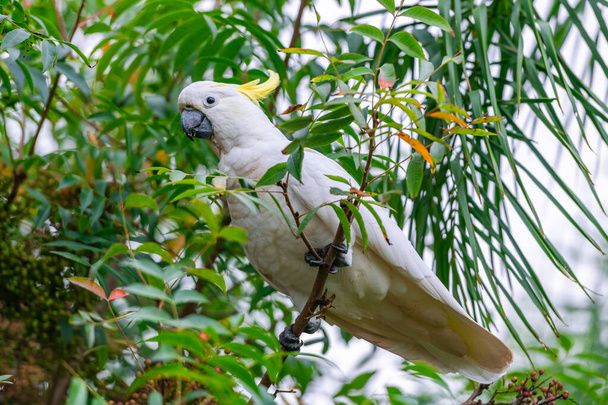 Cockatoo parrot sitting on a green tree branch in Australia. Sulphur-crested Cacatua galerita. Big white and yellow cockatoo with nature green background - Photo, Image