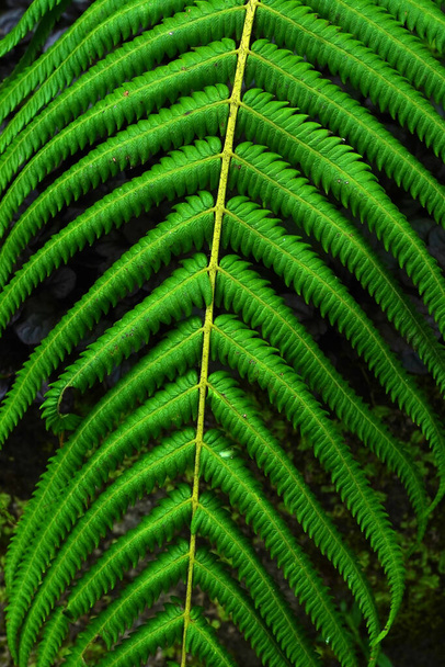 Une vue détaillée d'une fronde de fougère, mettant en valeur sa couleur verte vibrante et ses frondes délicates dans la forêt pendant la saison des pluies en Indonésie. - Photo, image