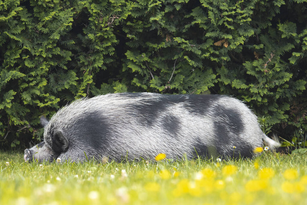 春の草と花の間に眠る灰色の豚,休息とリラクゼーション - 写真・画像
