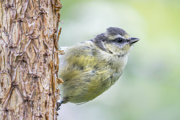 Fledgling blue tit perched on Scots pine, showcasing youthful beauty against a clean backdrop. - Foto, immagini