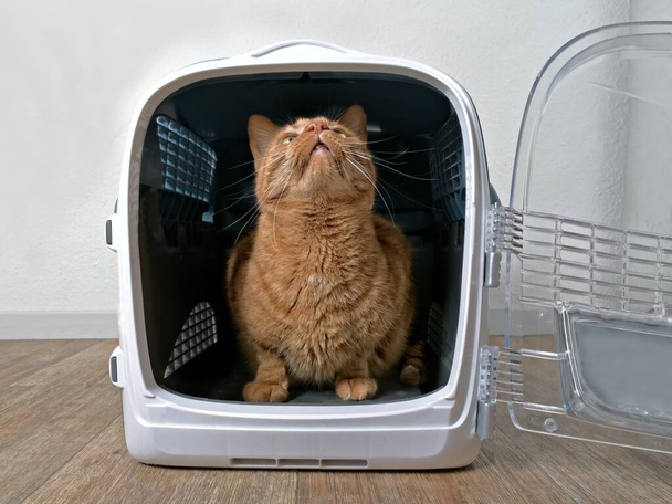 Zabawny czerwony kot wygląda ciekawie z otwartego nosiciela zwierząt domowych. - Zdjęcie, obraz