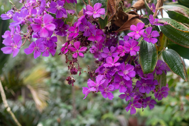 Fialové květy pozadí. Fialová sláva strom nebo princezna květ v květu. Letní příroda tapety s Pleroma granulosum. Botanická zahrada na severu Tenerife, Kanárské ostrovy, Španělsko - Fotografie, Obrázek