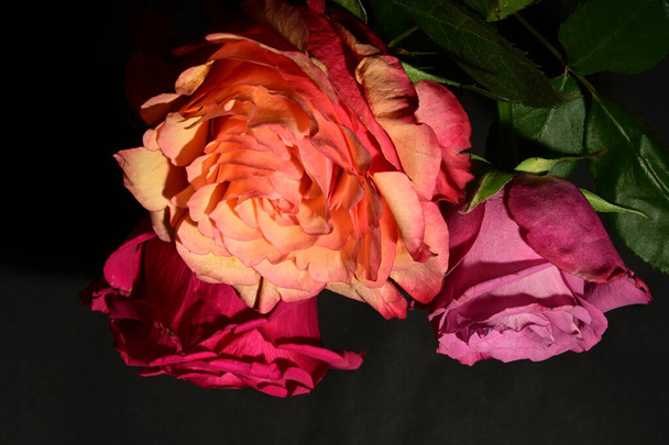 красиві троянди на темному тлі. концепція весни. - Фото, зображення