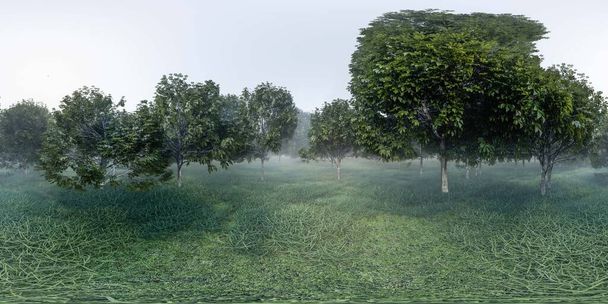 Questa immagine tranquilla raffigura un tranquillo frutteto con alberi pieni e verdi avvolti da una morbida nebbia nella luce calante del tramonto. equirettangolare 360 gradi panorama vr contenuto realtà virtuale - Foto, immagini