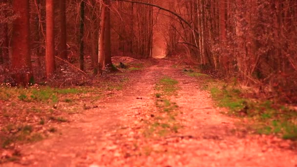 Route forestière au sol
 - Séquence, vidéo