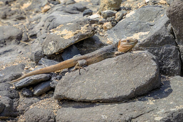 Gallotia stehlini óriásgyík védettségi helyzetét veszélyezteti a Kanári-szigetek élőhelyeinek pusztulása, hangsúlyozva, hogy védett területekre van szükség e csodálatos faj fennmaradásának biztosításához.. - Fotó, kép