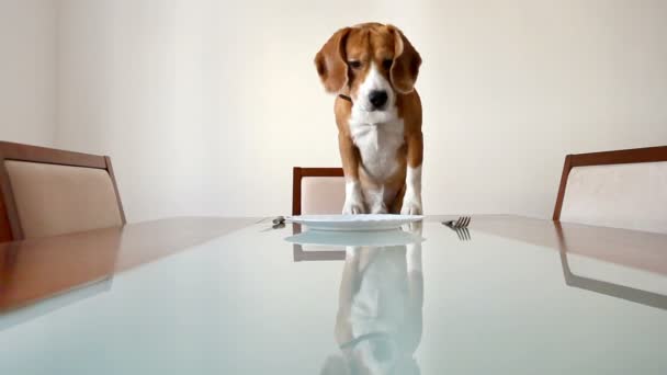 Hund, warten auf ein Abendessen - Filmmaterial, Video