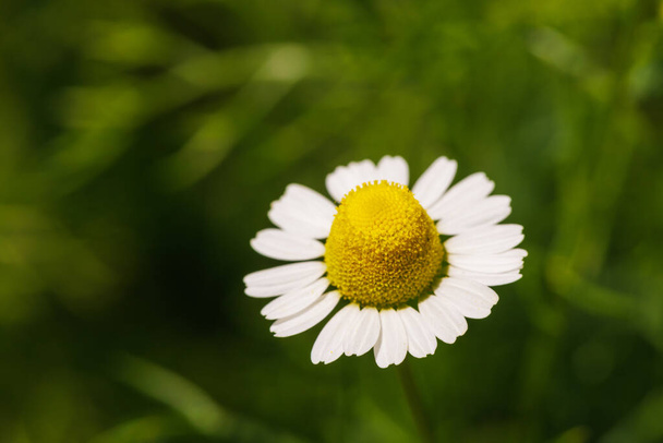 Primo piano di un singolo fiore di camomilla con un centro giallo e petali bianchi su sfondo verde. - Foto, immagini