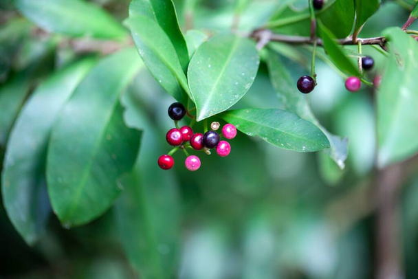 Frutos de un arbusto de arándano, Ardisia elliptica - Foto, Imagen