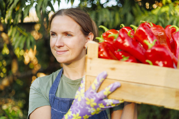 Uśmiechnięta kobieta w luźnym ubraniu trzymająca drewnianą skrzynkę żywej czerwonej papryki w słonecznym ogrodzie - Zdjęcie, obraz