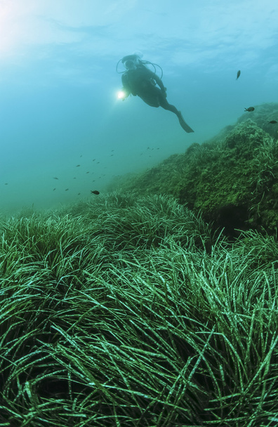 Diver and sea grass - Photo, Image