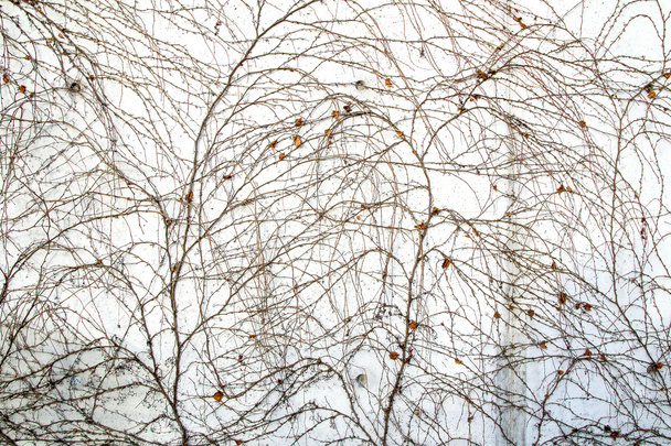 Dry creeper plant on white concrete wall - Valokuva, kuva