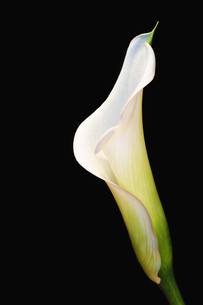 Beautiful calla lily flower on black - Φωτογραφία, εικόνα