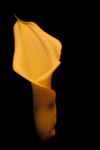 όμορφο αποτέλεσμα χάλκινο calla κρίνος λουλούδι σε μαύρο - Φωτογραφία, εικόνα