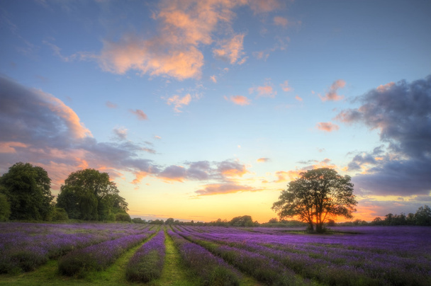 Stunning atmospheric sunset over vibrant lavender fields in Summ - Photo, Image