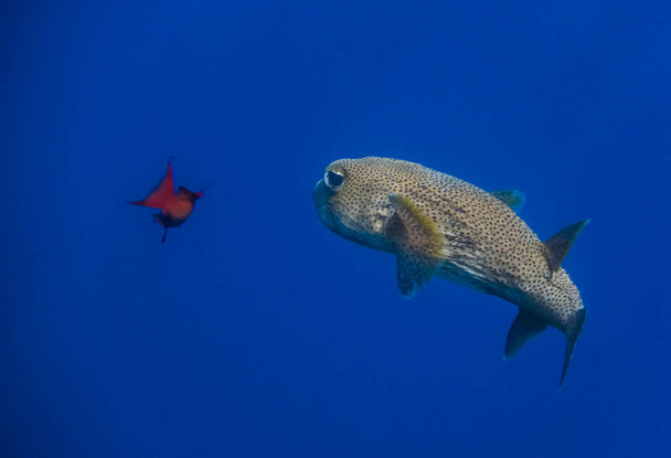 spon fin porcoupinfish in deep blue water with a other little fish in egypt - Fotografie, Obrázek