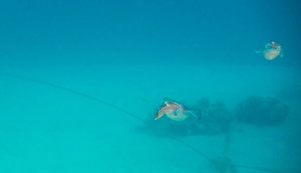 İki büyük yüzgeçli resif mürekkep balığı, Mısır 'da tatilde mavi denizde uçan kuşlara benzer. - Fotoğraf, Görsel