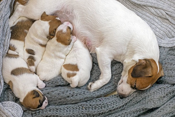 Jack Russell Terrier koira ruokkii pentunsa. Hoitaa pentuja ja imettäviä koiria. Äitienpäivä - Valokuva, kuva
