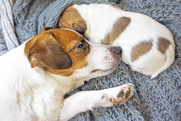 Der süße Jack Russell Terrier Welpe schläft neben seiner heulenden Mutter und kuschelt. Fürsorge für Welpen und Stillhunde - Foto, Bild