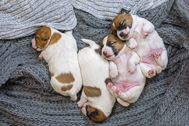 Leuke vier Jack Russell Terrier puppies slapen op een gebreid tapijt, samen geknuffeld. Zorgen voor puppy 's en verzorgende honden - Foto, afbeelding