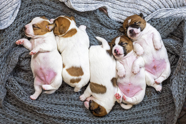 Şirin Jack Russell Terrier yavruları örgü örülmüş bir halıda uyur, birbirlerine sokulurlar. Yavru köpeklere bakmak ve onları emzirmek. - Fotoğraf, Görsel