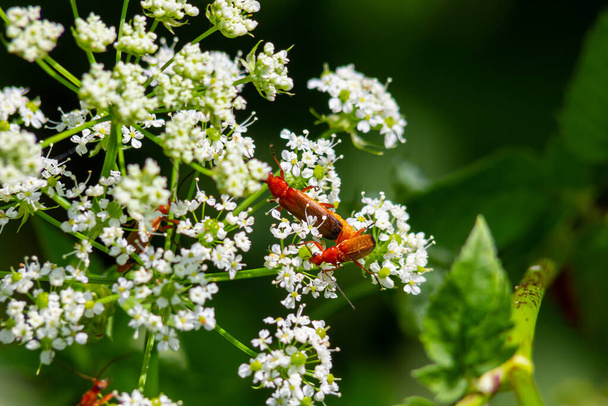 Common red soldier beetle Rhagonycha fulva. - Photo, Image