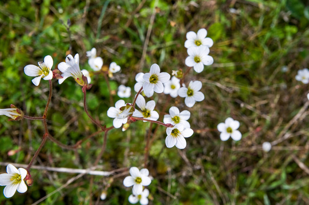 Małe dzikie kwiaty. Saxifraga granulata kwitnąca. - Zdjęcie, obraz
