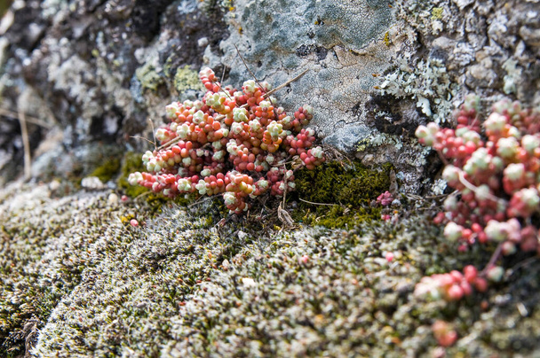 岩の上に成長するキラキラとモスのバラエティ. スペインで春に増殖するさまざまな種類のリンゴ菌でいっぱいの岩. クリスティヌス・ホプソクス - 写真・画像