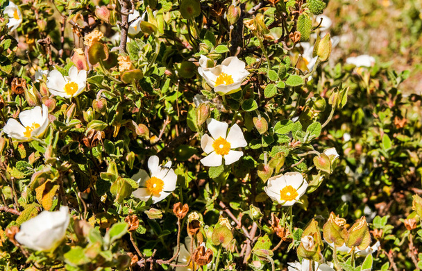 Cistus albidus L, Rosa de roca blanca, Estepa blanca. espécimen albino. Flores en el campo de España. Vista de cerca de la planta en primavera. - Foto, imagen