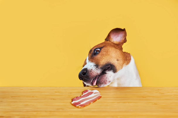 Jack Russell Terrier Hund frisst leckeres Stück Speck von einem Tisch. Lustiges Porträt des Hungrigen Hundes mit Zunge auf gelbem Hintergrund beim Betrachten des Fleisches auf dem Tisch - Foto, Bild