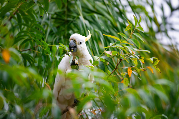 Kaketoe papegaai zittend op een groene boomtak in Australië. Zwavelkruid Cacatua galerita. Groot wit en geel kaketoe met natuur groene achtergrond - Foto, afbeelding