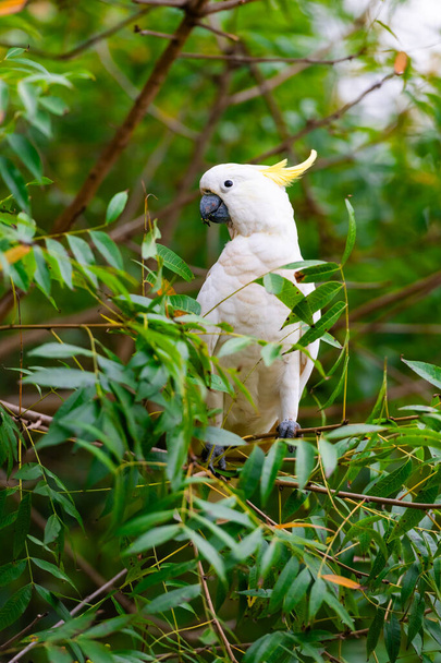 Avustralya 'da yeşil bir ağaç dalında oturan papağan. Sülfür armalı Cacatua galerita. Doğası yeşil olan büyük beyaz ve sarı papağan. - Fotoğraf, Görsel