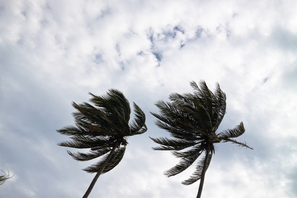 palmy w wiatr - Zdjęcie, obraz