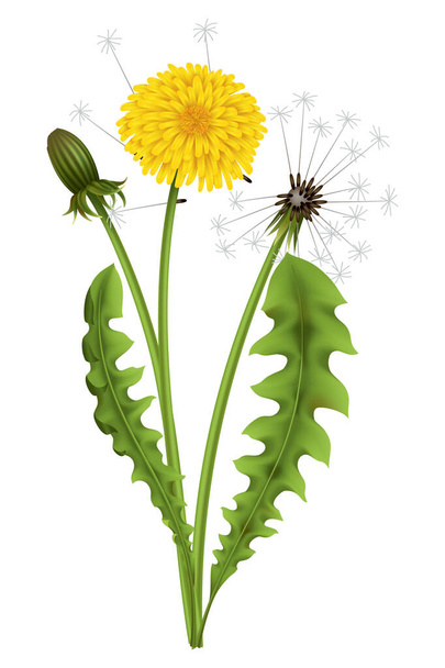 Pissenlit. Fleur jaune réaliste avec feuille. Été élément de saison naturelle, belle herbe. Illustration d'icône vectorielle isolée sur fond blanc. - Vecteur, image