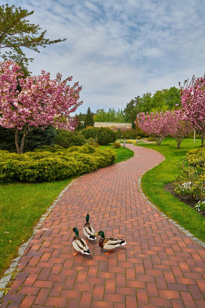 Tres patos pasean casualmente por la acera del parque, rodeados de exuberantes céspedes verdes y árboles florecientes, creando una encantadora escena de vida silvestre urbana en un entorno natural. - Foto, imagen