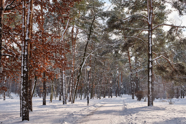 A serene winter scene in the park featuring snow-covered pine trees under a sunny sky during a snowfall - Photo, Image