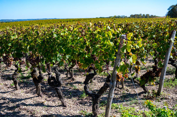 Dojrzałe winogrona gotowe do zbioru Semillon białe winogrona na winnicach Sauternes w wiosce Barsac dotkniętych Botrytis cinerea szlachetnego gnicia, produkcji słodkich win deserowych Sauternes w Bordeaux, Francja - Zdjęcie, obraz
