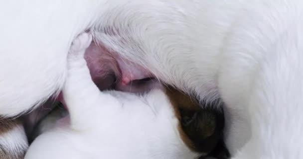 Der blinde Jack Russell Terrier Welpe sucht Brüste von seiner Mutter. Fürsorge für Welpen und Pflegehunde. Muttertag. - Filmmaterial, Video