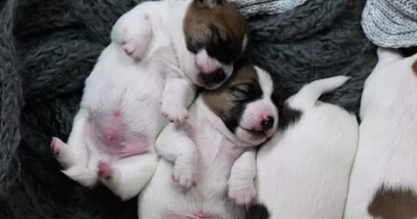 Güzel Jack Russell Terrier yavruları birbirlerine sarılıp uyurlar. Yavru köpeklere bakmak ve onları emzirmek. - Video, Çekim