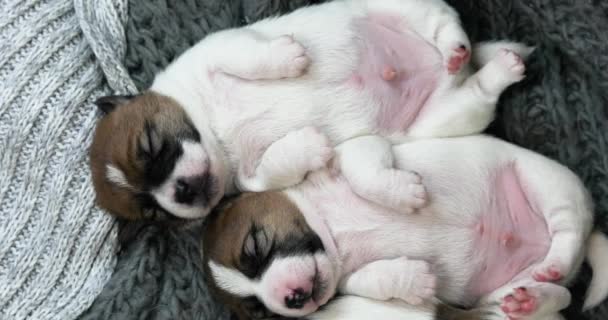 Güzel Jack Russell Terrier yavruları birbirlerinin sırtında uyur. Yavru köpeklere bakmak ve onları emzirmek. - Video, Çekim