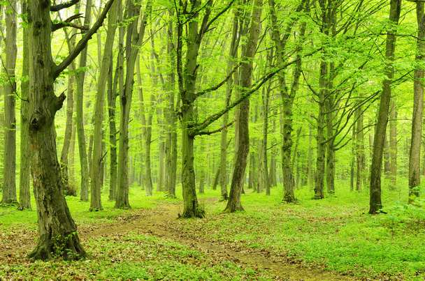 Pozadí lesa - Fotografie, Obrázek
