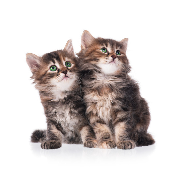 Siberian kittens - Фото, изображение