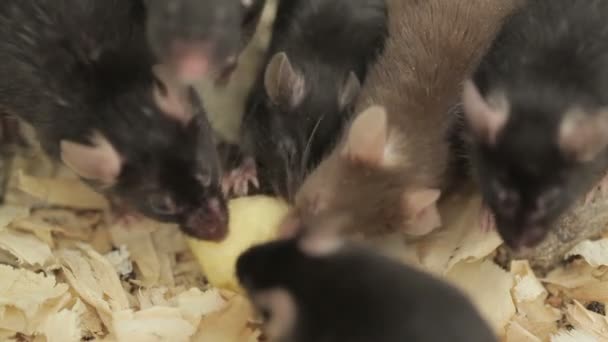 Skupina myší - Záběry, video