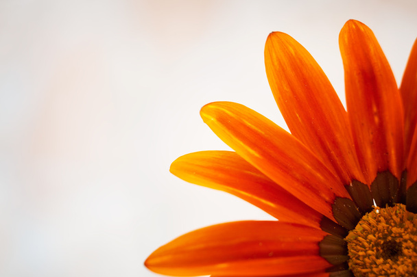schöne orangefarbene Blume - Foto, Bild