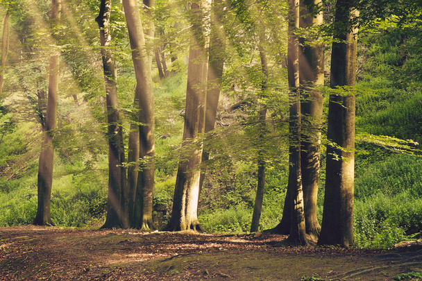 Ευρωπαϊκό πυκνό δάσος - Φωτογραφία, εικόνα