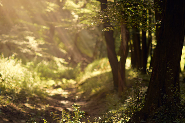 Forest with sun rays - Φωτογραφία, εικόνα