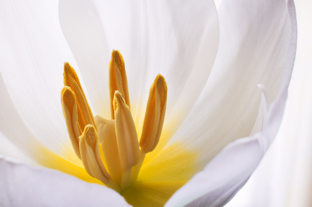 White flower close up - Photo, Image